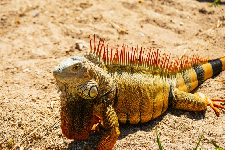 a green iguana sits on the ground with spikes on it