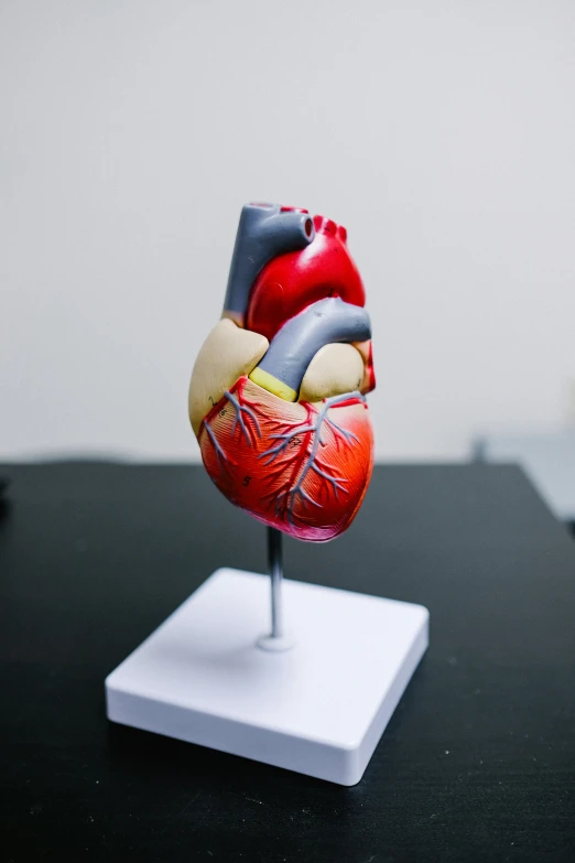 a human heart model on a white base