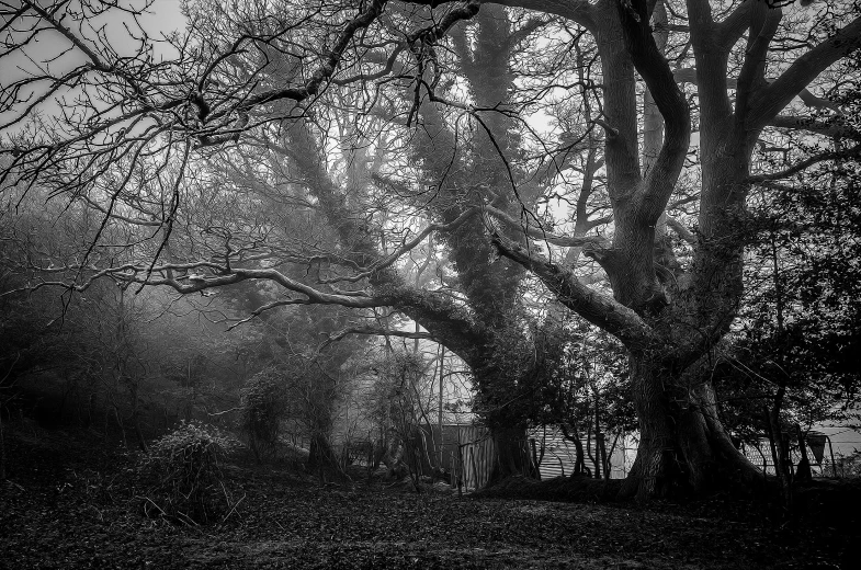 trees are shown in the dark on an foggy day