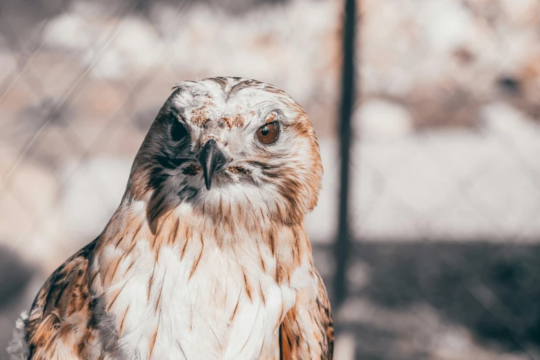 the head and shoulders of an adult brown and white owl