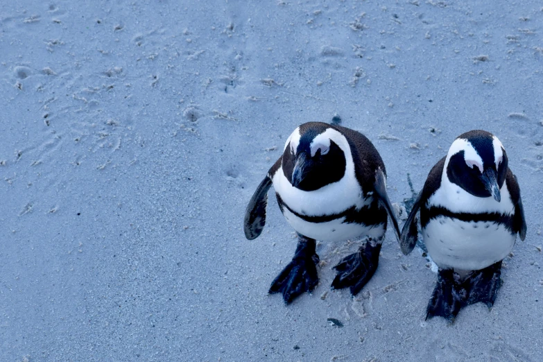 two small penguins in the snow with tracks in the snow
