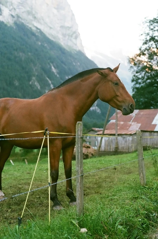 a large brown horse is standing in a field