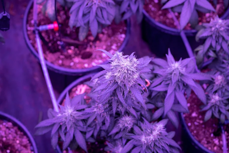 several cannabis plants grow next to each other in pots