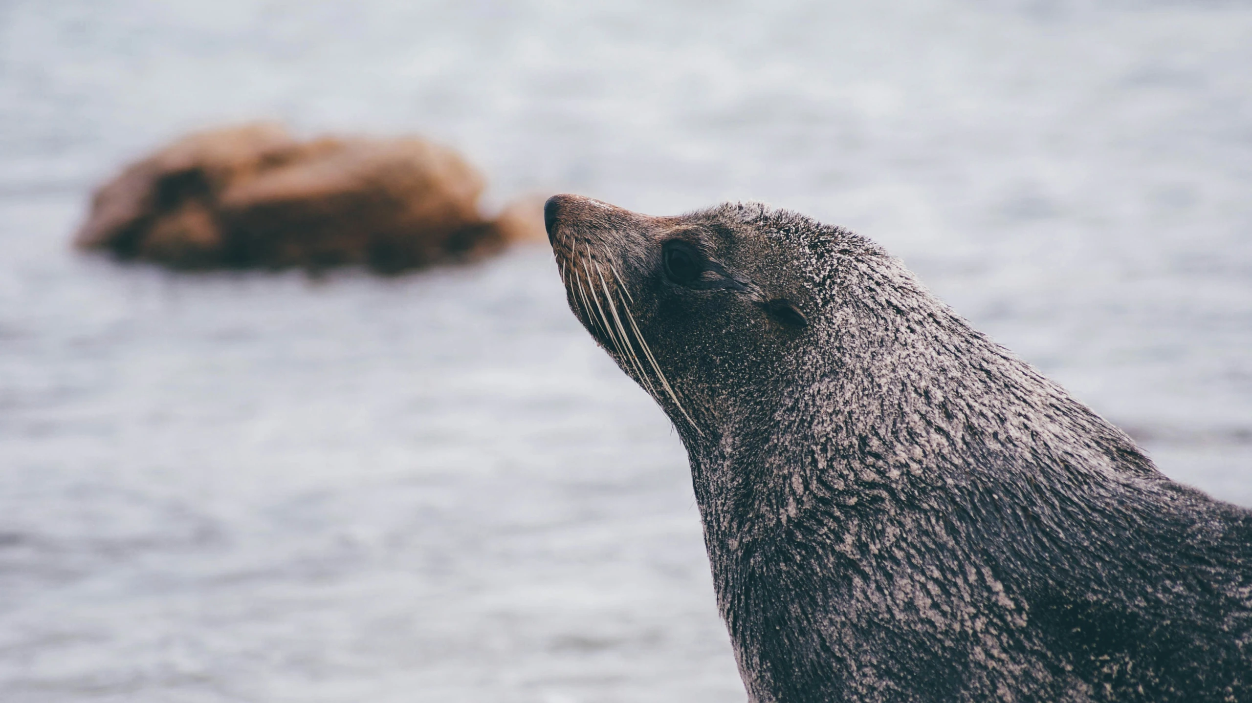 an animal is standing in the water