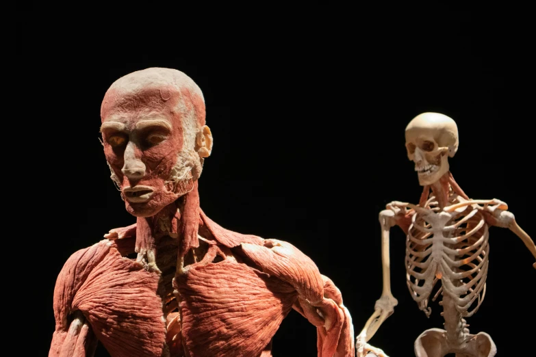 an image of a human body and its anatomy