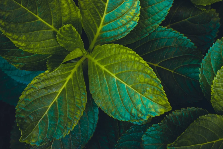 green leaves and other tropical foliage are displayed