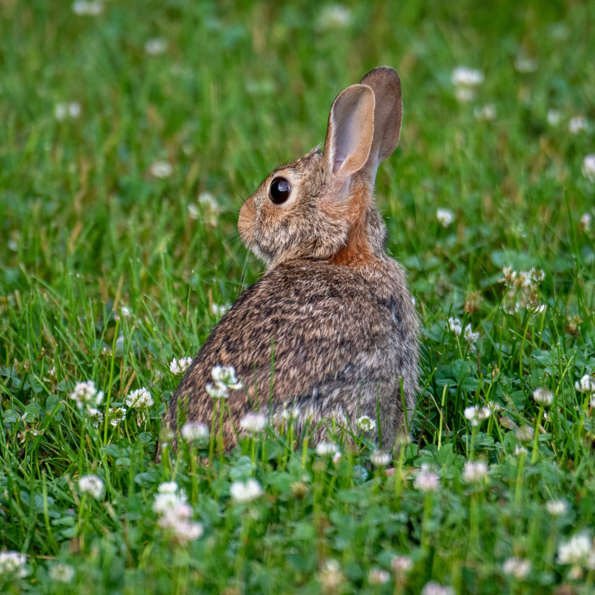 a rabbit sitting in the grass looking up