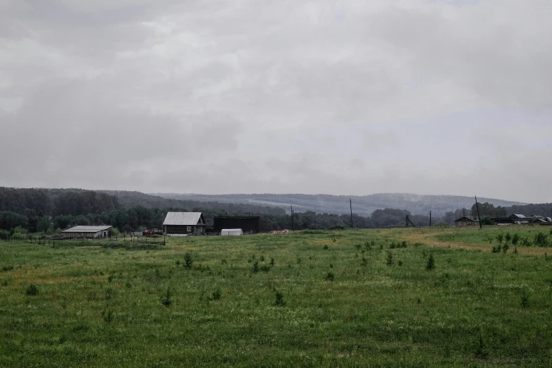 a po taken from a distance of some cows in a green field