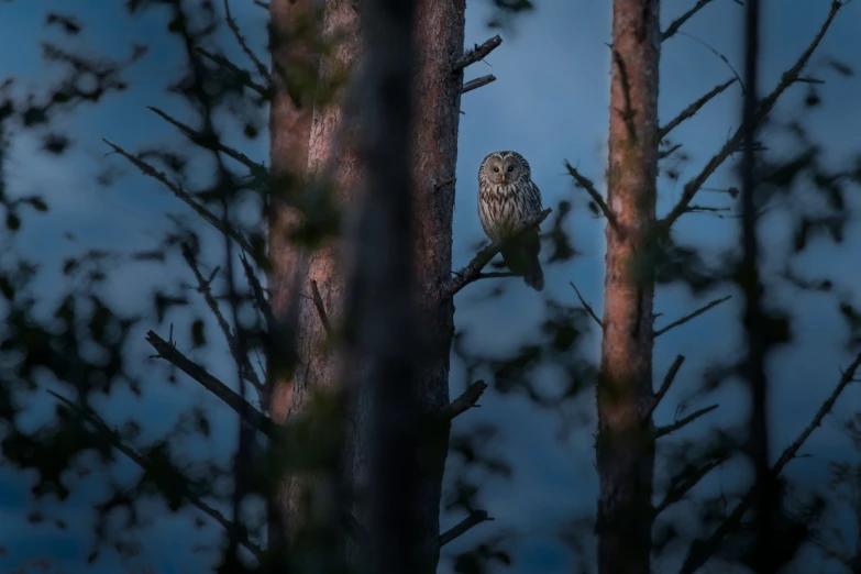 a bird perched on a tree at night