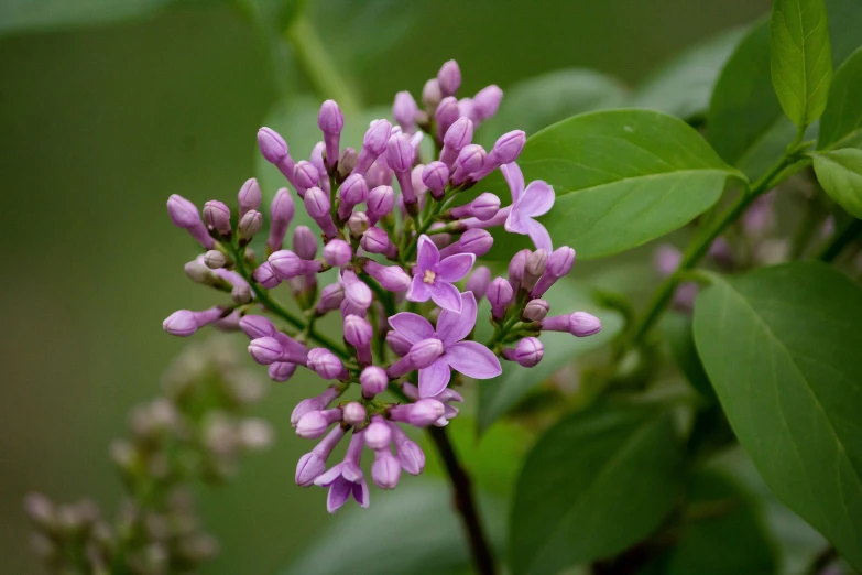 a bunch of little purple flowers that are blooming