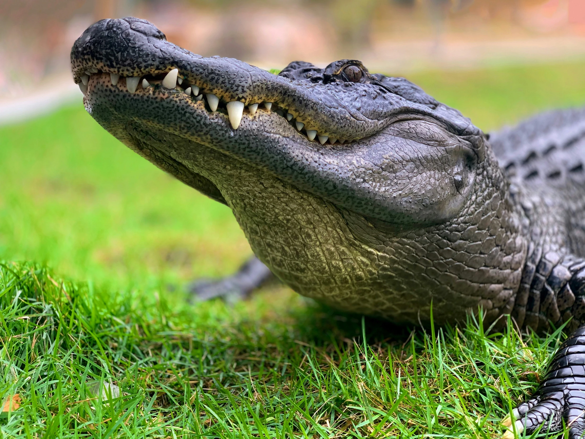 an alligator resting on the ground in the grass