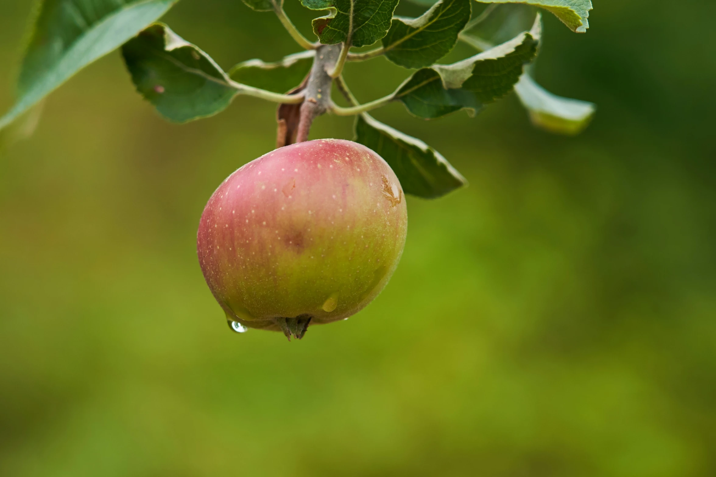 a apple on the tree in the daytime