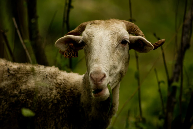 a sheep with horns stares into the camera