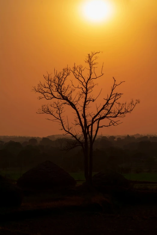 a lone tree with the sun in the background