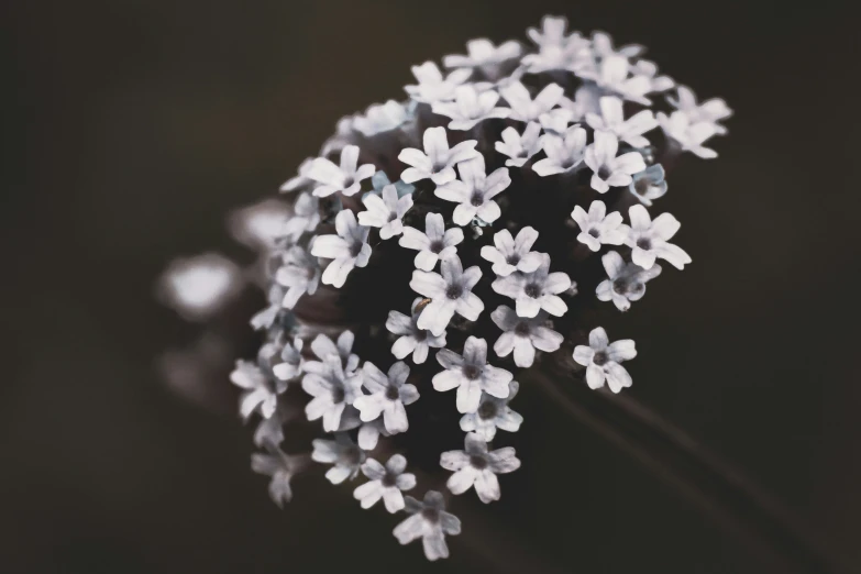 small white flowers are on the stem with water drops