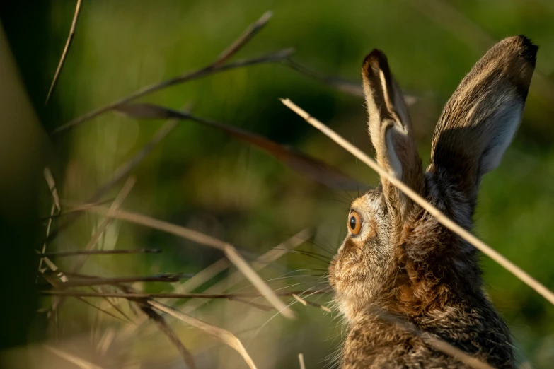 a very cute looking animal in the woods