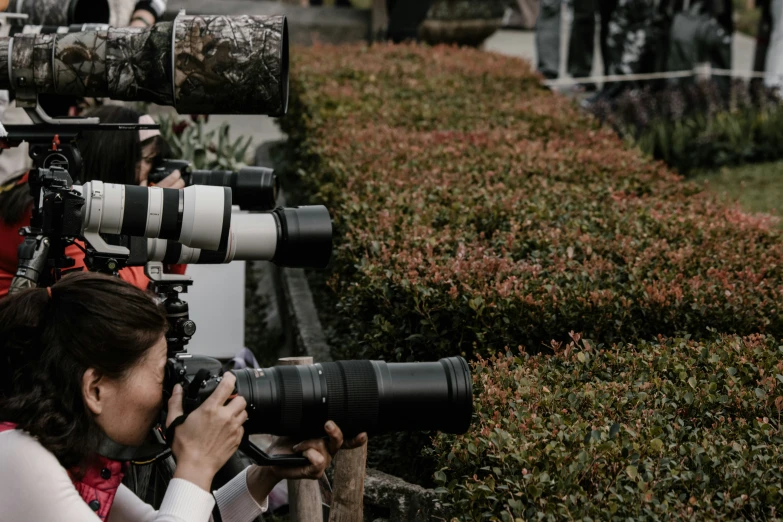 several people look at cameras next to some bushes