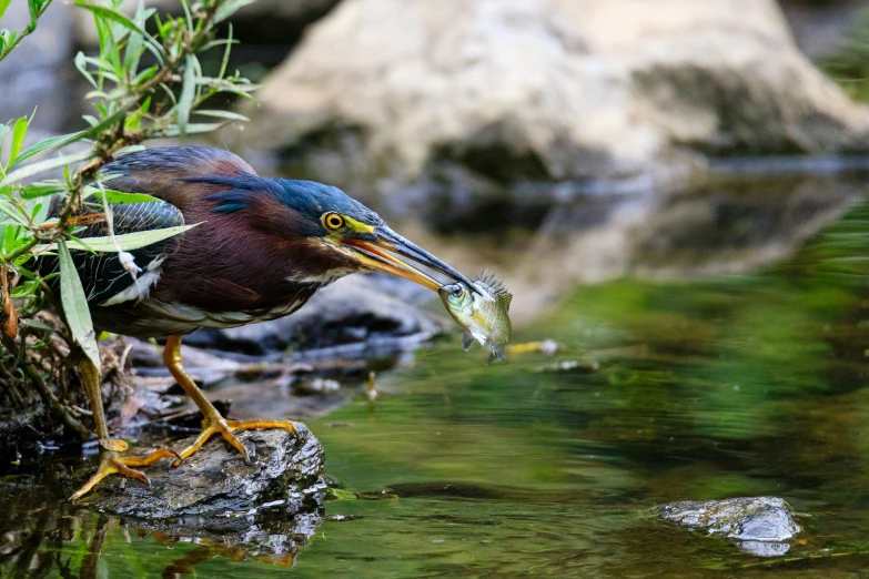 a green bird with a fish in its mouth and legs