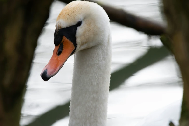 a goose is walking in the water next to the trees