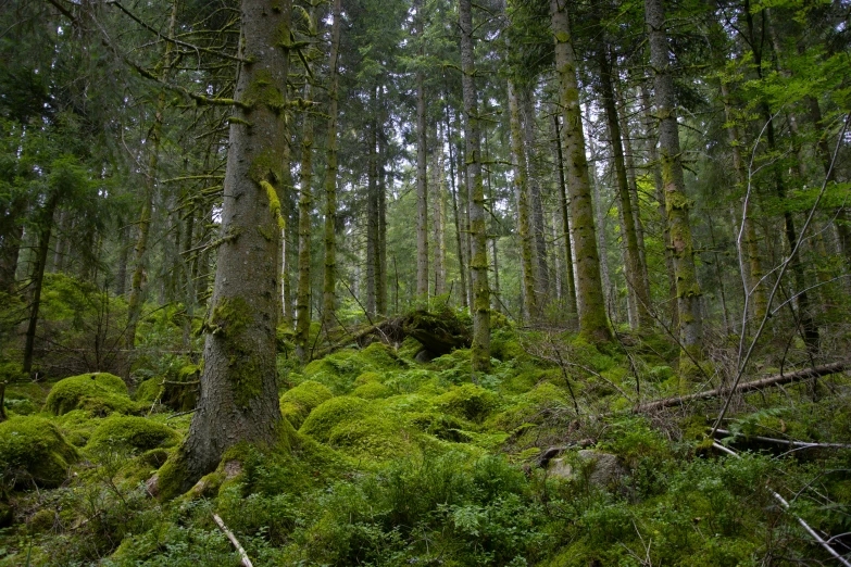 a forest is shown with lots of green vegetation