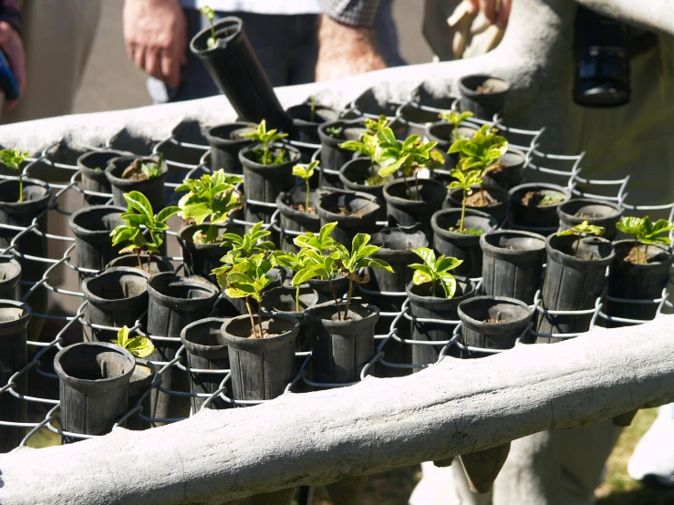 several plants are shown on the ledge near a fence