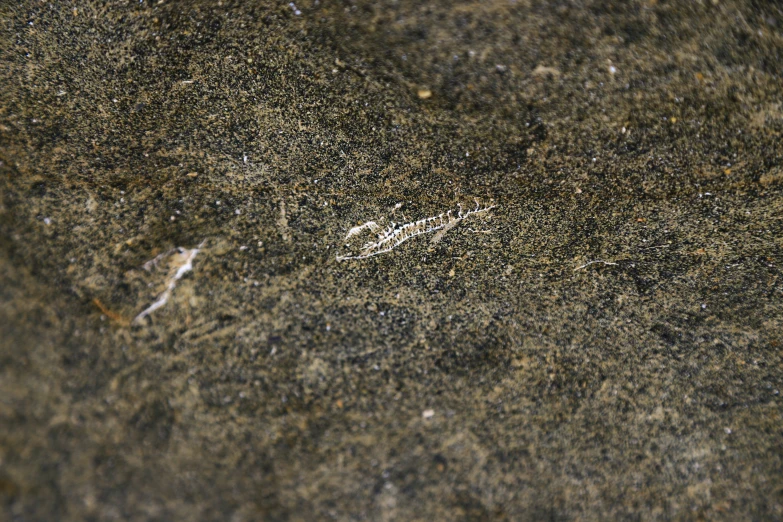 brown colored rock top with small patches of dirt and small white circles