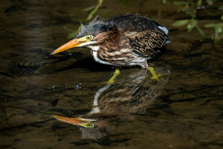 the bird is looking for food in the water