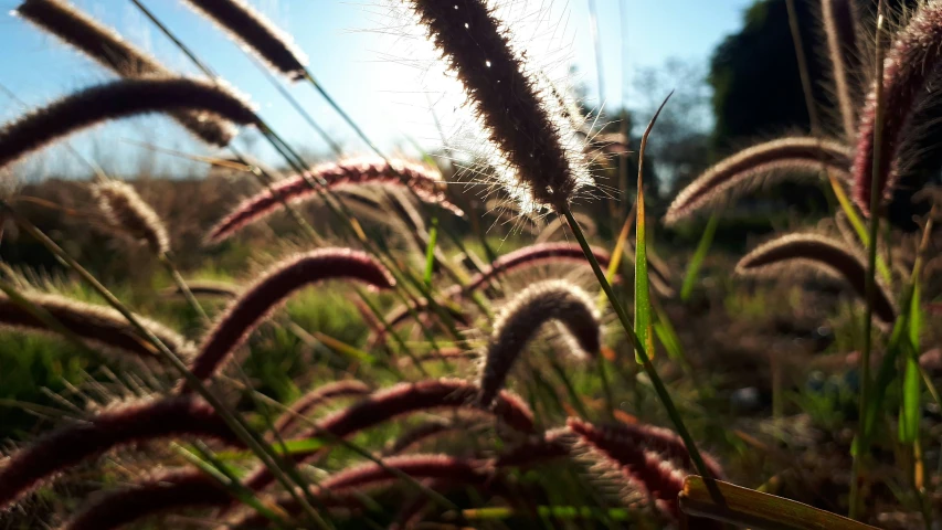 a field with some tall grass on it