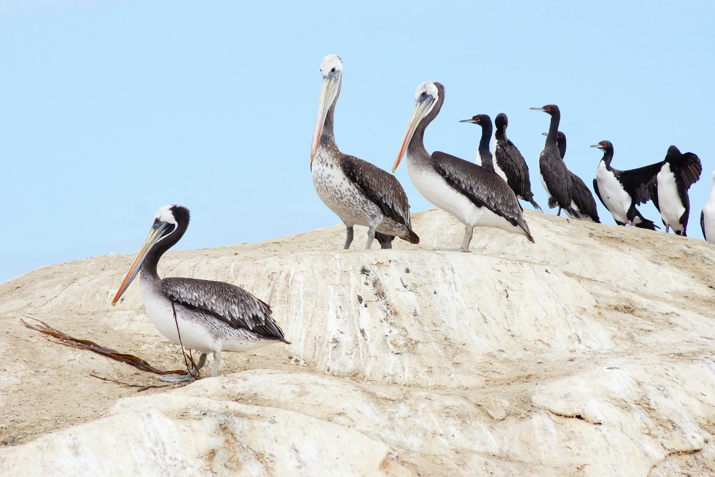 several pelicans sitting on top of a sand mountain