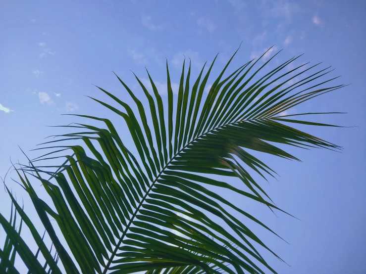a palm tree leaves under a blue sky