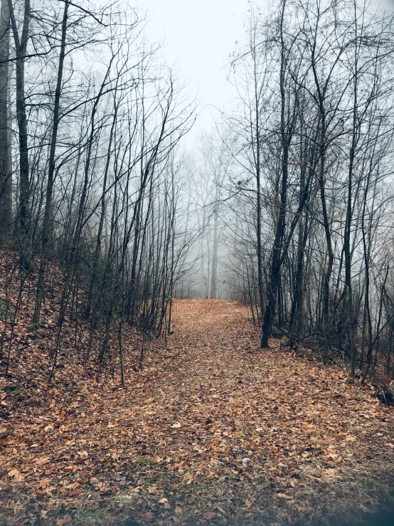 a foggy road leads to the woods with no one in it