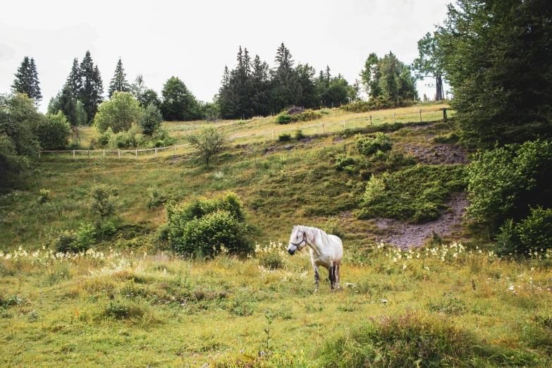 a lone horse standing alone on a hillside near a forest