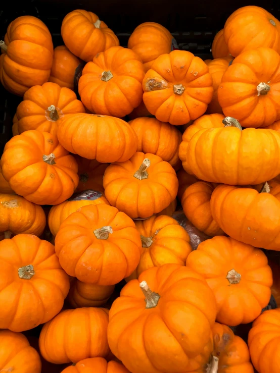 lots of small orange pumpkins with holes in the middle