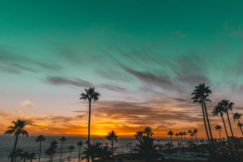 trees are standing next to the beach at sunset