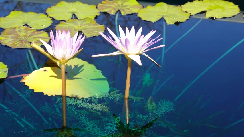 purple water lilies floating in some clear blue water