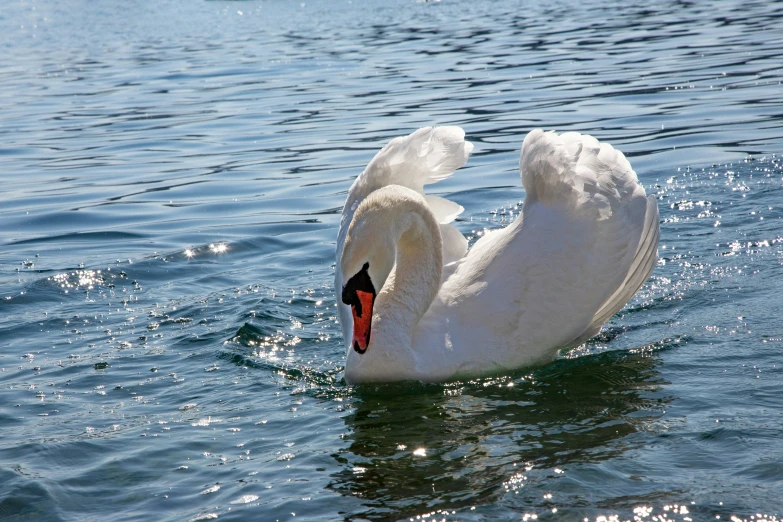 the swan is swimming in the blue water