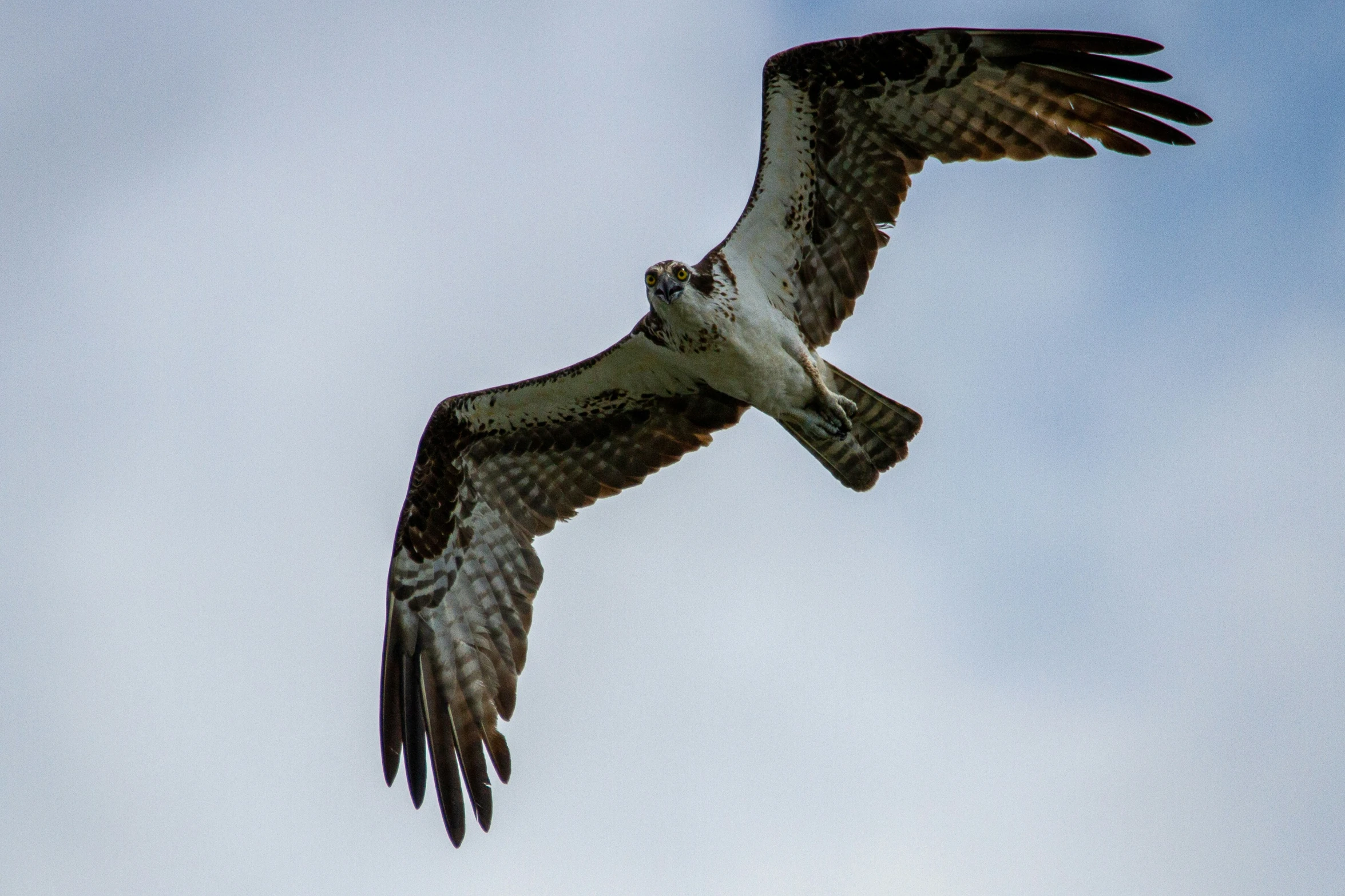 a large bird flying in the air with wings spread