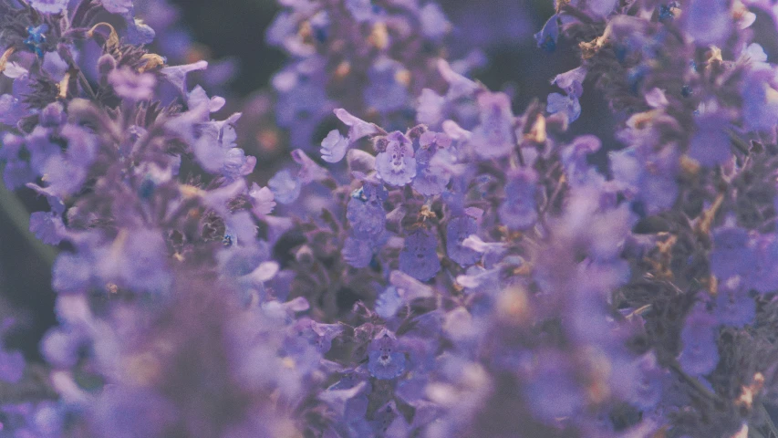 an image of purple flowers with green leaves