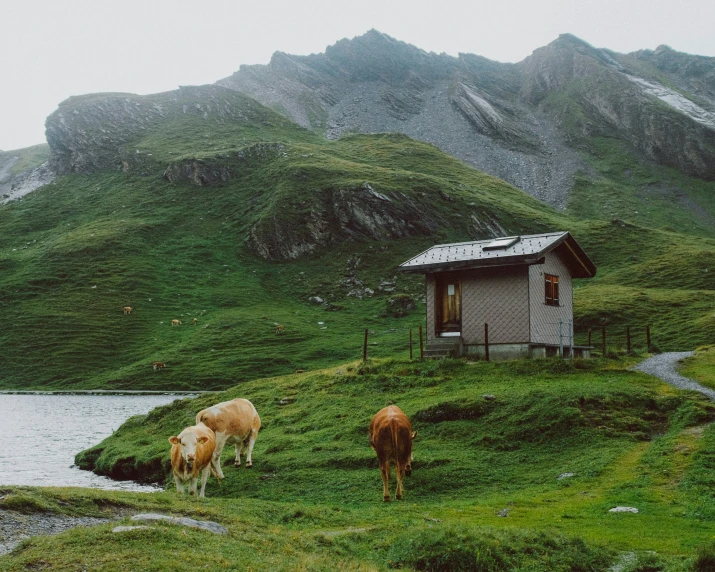 three cows eating grass near a small shack on a hill