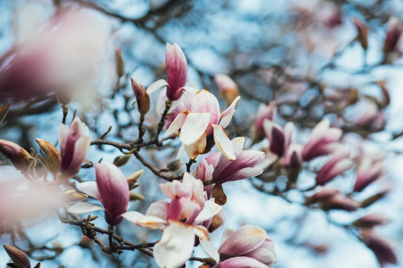 beautiful pink flowers growing on tree nch with sky in background