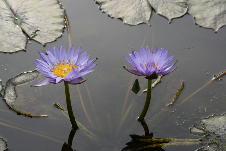 two purple water lilies are in the middle of a pond