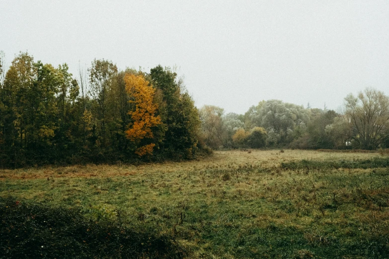 an empty grassy field surrounded by trees in autumn