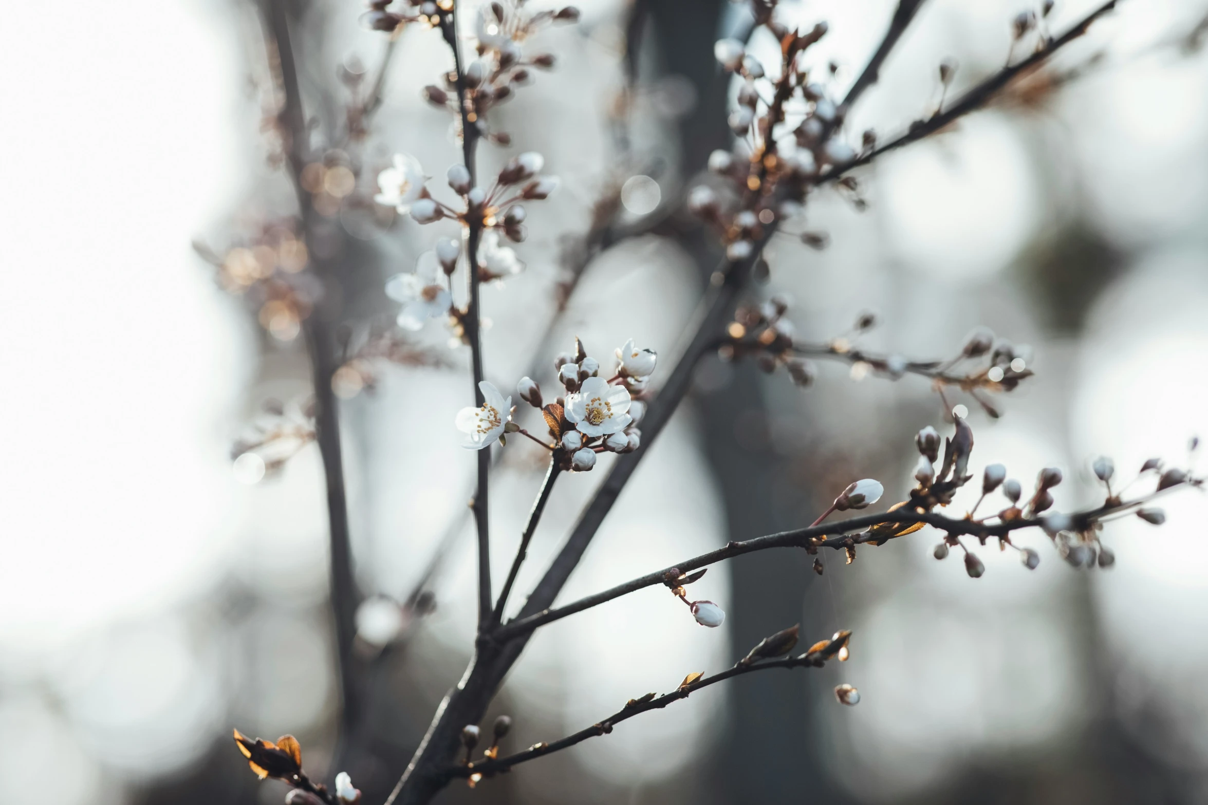 the blooming nches and leaves are frozen in winter