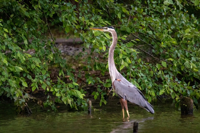 a bird that is standing in some water