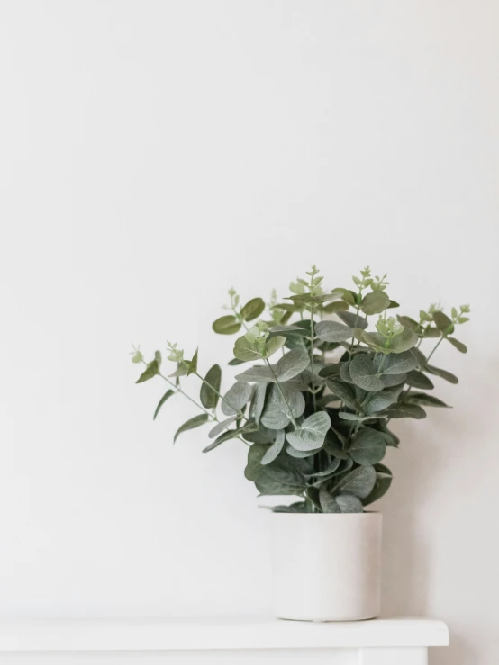 there is a plant growing in a pot on top of a table