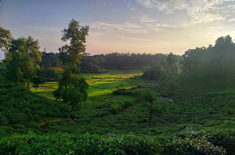 a view of the surrounding grass and trees at a sunset