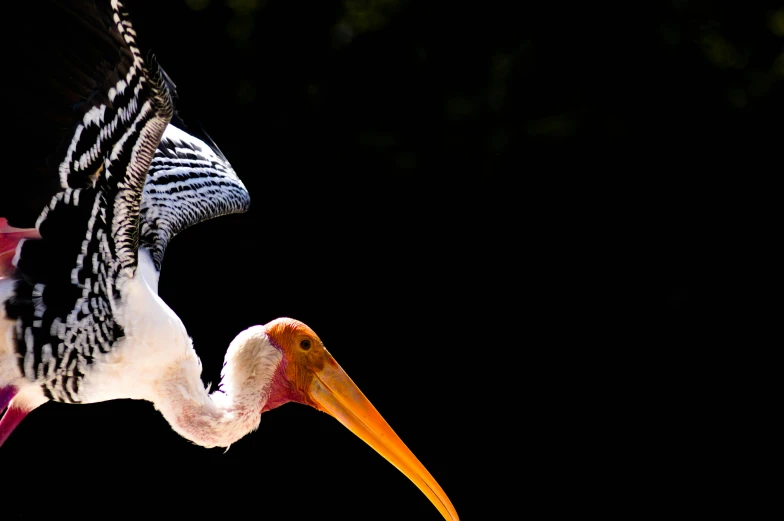 a colorful bird with its mouth open and wings out