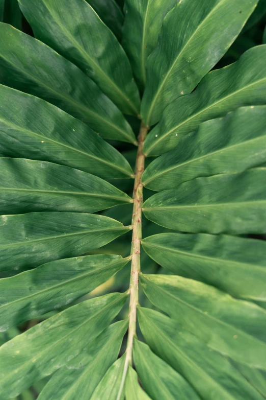 a palm leaf with many green leaves next to it