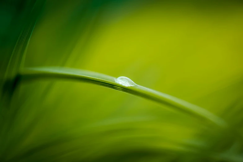 the view of a close - up of a green plant stem with a little drop of water on it