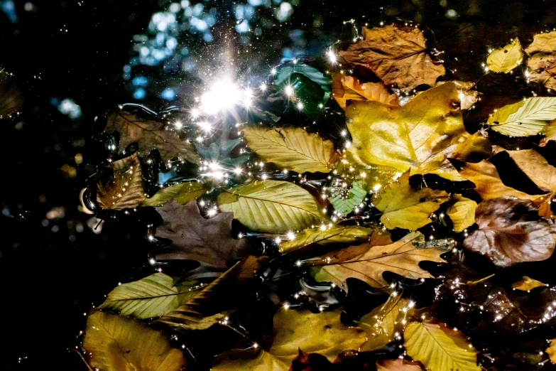 leaves are floating in a pond with water droplets